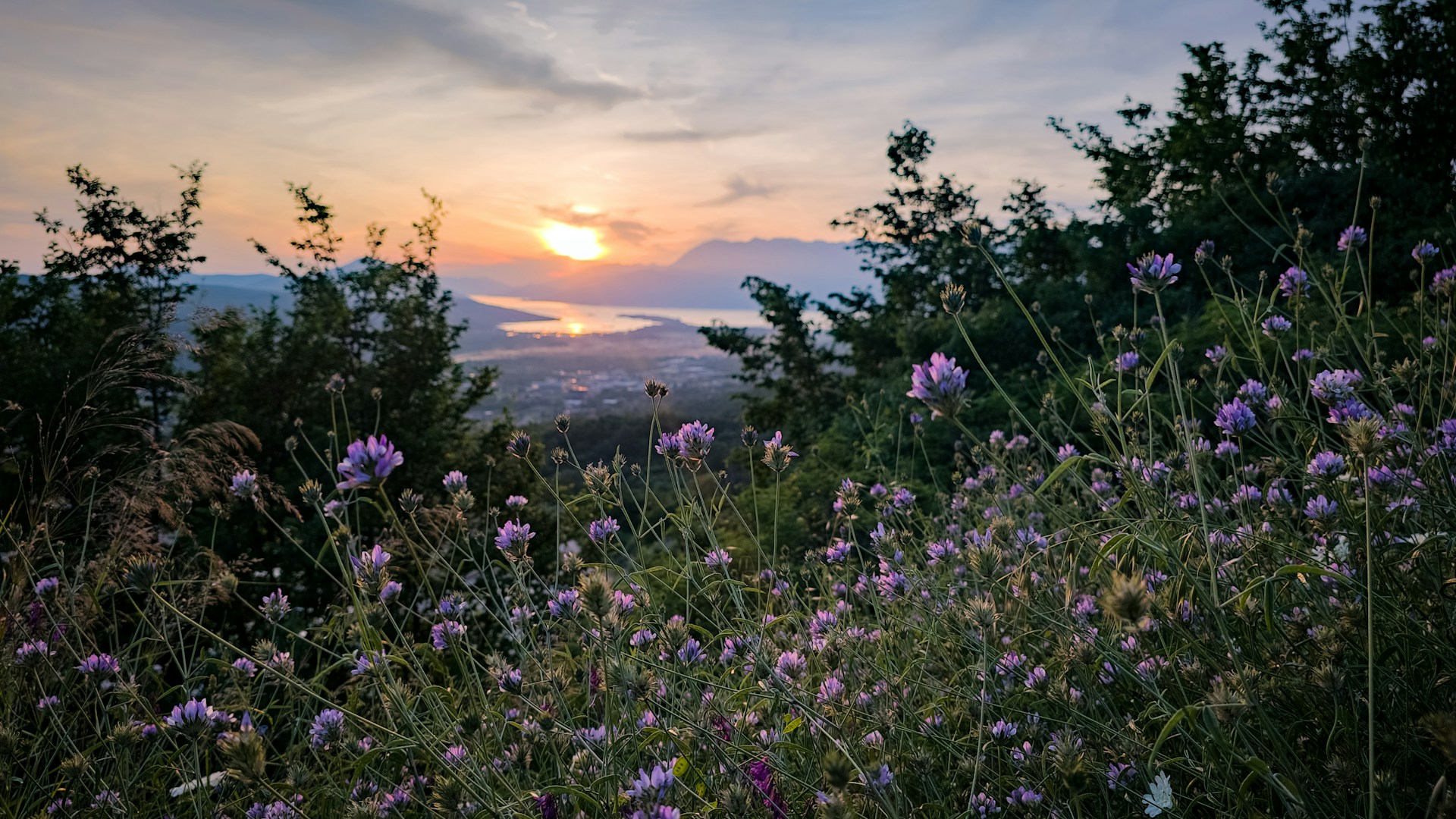 Wildflowers blooming at sunset over a distant lake and hills